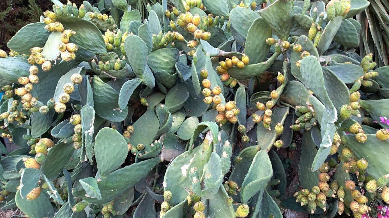 New Country House Salvia Sitia  Buitenkant foto